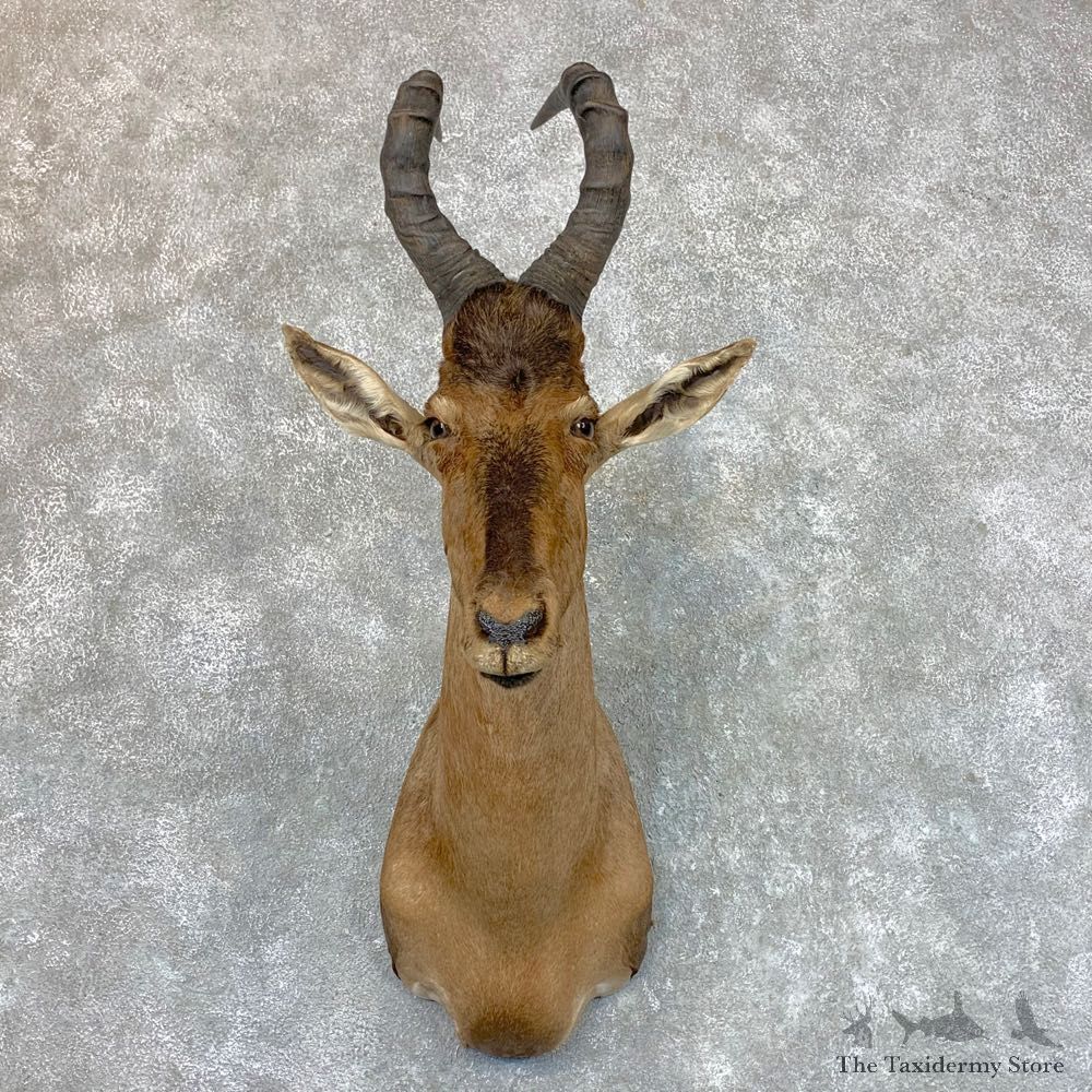 Red Cape Hartebeest Shoulder Mount For Sale #23541 @ The Taxidermy Store