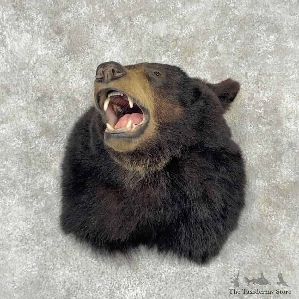 Black Bear Shoulder Mount For Sale #32081 @ The Taxidermy Store