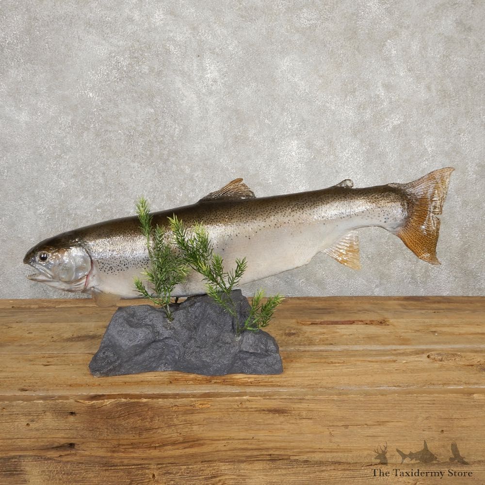 Rainbow Trout Fish Mount For Sale #20619 @ The Taxidermy Store