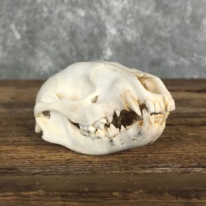 Raccoon Taxidermy Full Skull Mount #19858 For Sale @ The Taxidermy Store