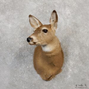 Whitetail Deer Doe Shoulder Mount For Sale #20006 @ The Taxidermy Store