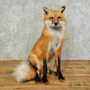 Red Fox Life-Size Mount For Sale #16231 @ The Taxidermy Store