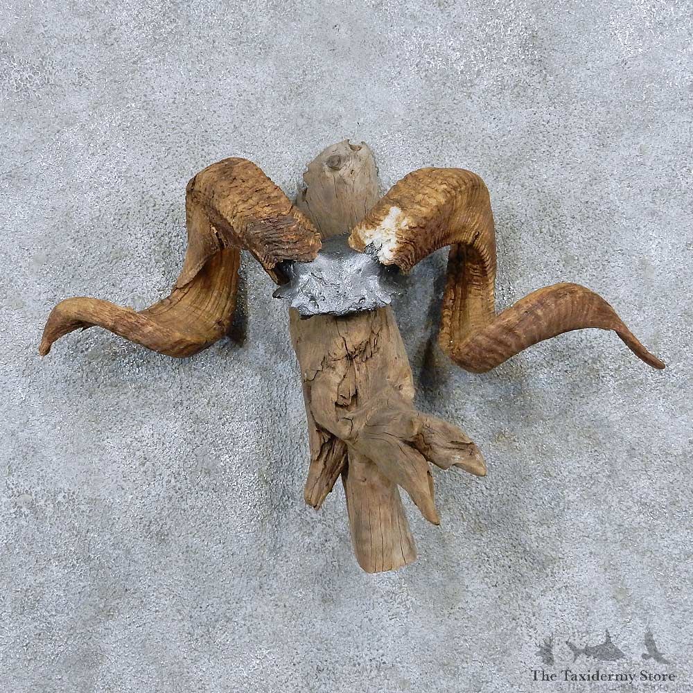 Corsican Ram Skull Cap Horn Mount For Sale #13889 For Sale @ The Taxidermy Store
