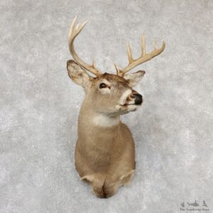 Whitetail Deer Taxidermy Shoulder Mount For Sale #19305 @ The Taxidermy Store