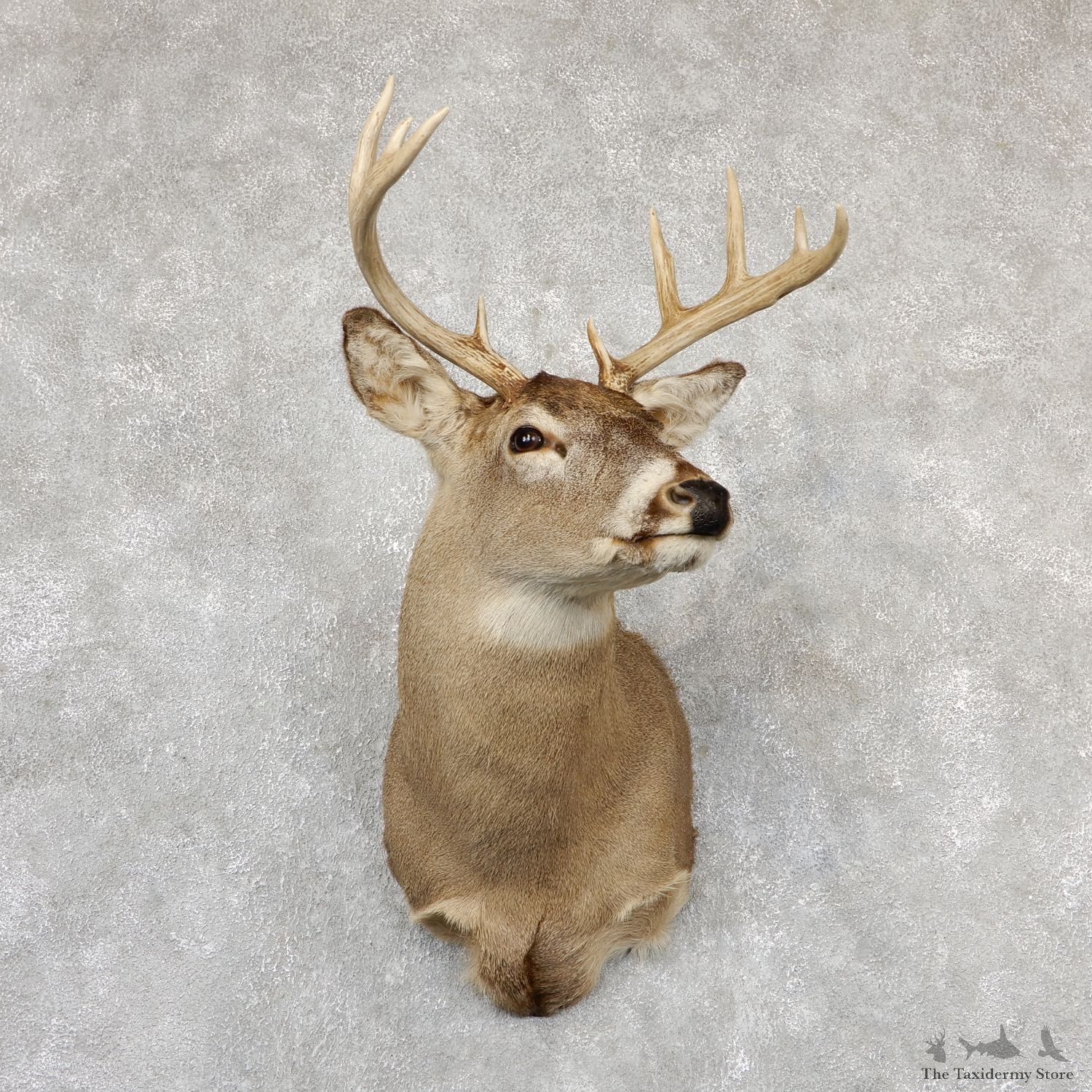 Whitetail Deer Taxidermy Shoulder Mount For Sale #19305 @ The Taxidermy Store