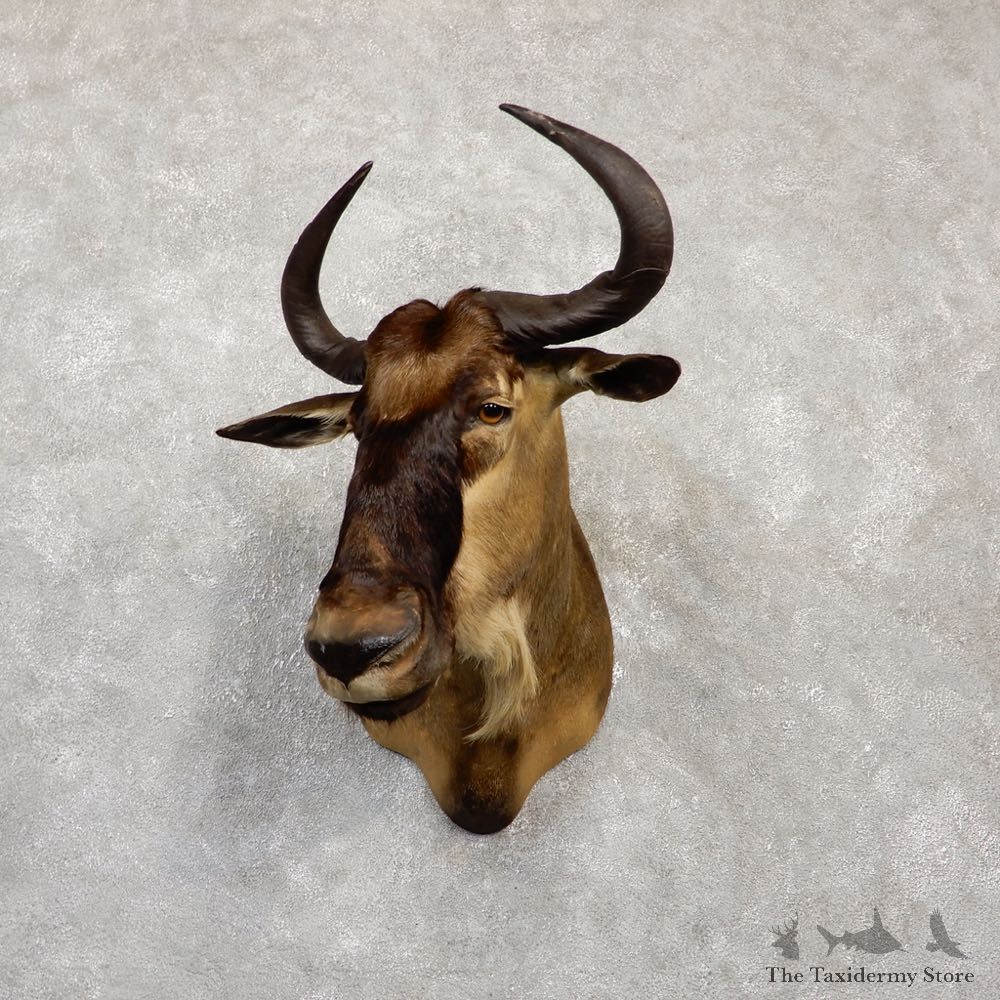 East-African White-Bearded Wildebeest Shoulder Mount For Sale #20144 @ The Taxidermy Store