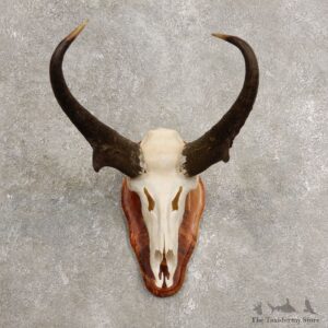 Pronghorn Skull & Horn European Mount #20441 For Sale @ The Taxidermy Store