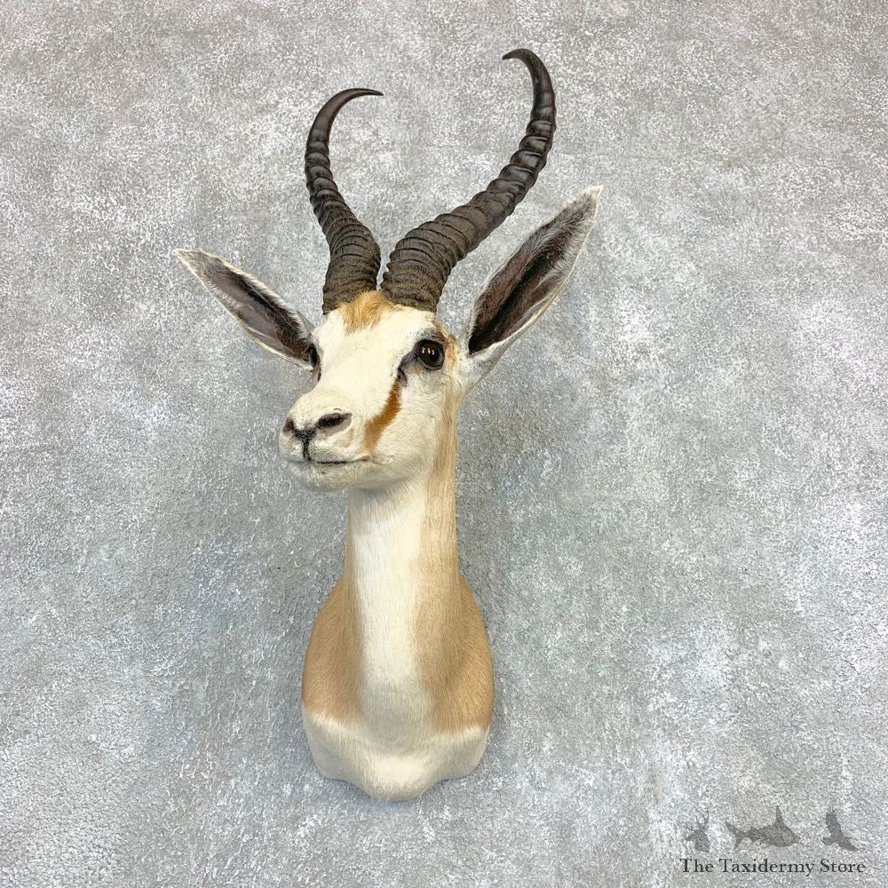 Cape Springbok Shoulder Mount For Sale #22095 @ The Taxidermy Store