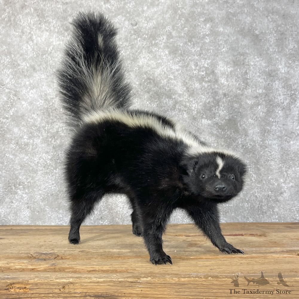 Striped Skunk Life-Size Mount For Sale #28388 @ The Taxidermy Store