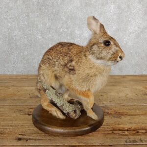 Life-size Cottontail Rabbit Taxidermy Mount For Sale #19693 @ The Taxidermy Store