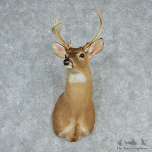 Whitetail Deer Shoulder Taxidermy Head Mount #12749 For Sale @ The Taxidermy Store
