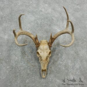 Whitetail Deer Skull European Mount For Sale #18086 @ The Taxidermy Store