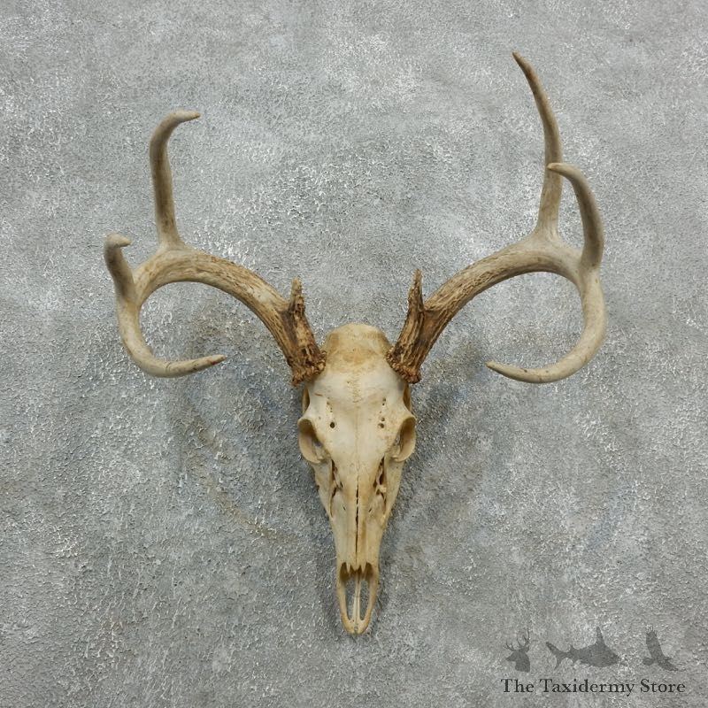 Whitetail Deer Skull European Mount For Sale #18086 @ The Taxidermy Store