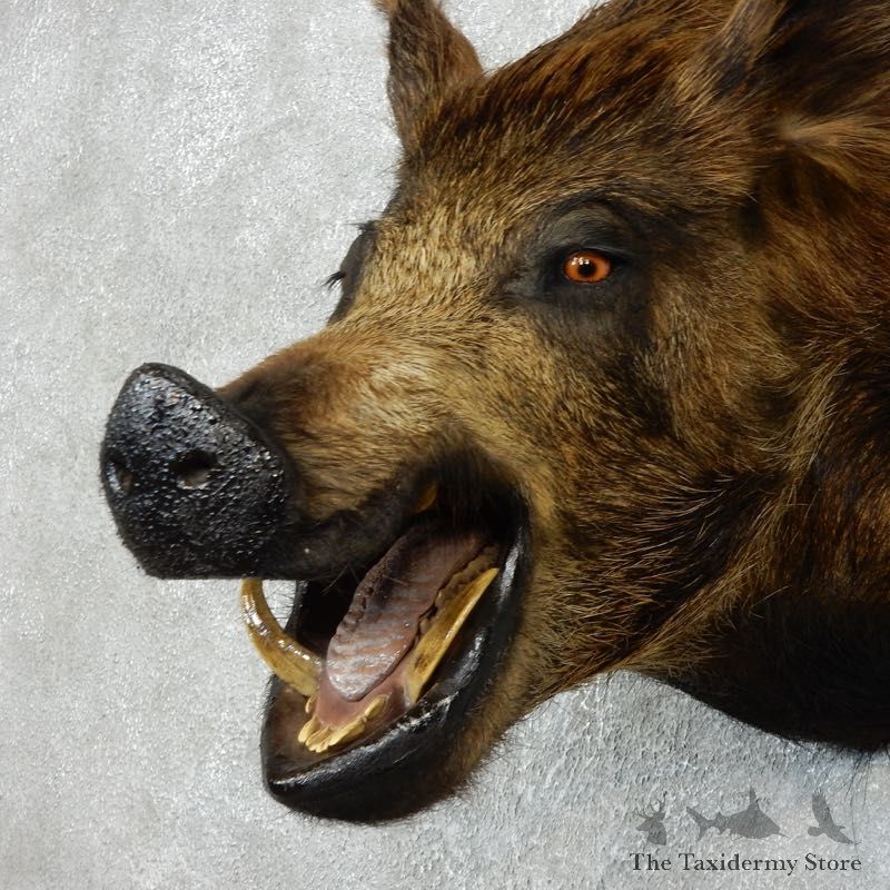 Wild Boar Shoulder Mount For Sale #18054 @ The Taxidermy Store