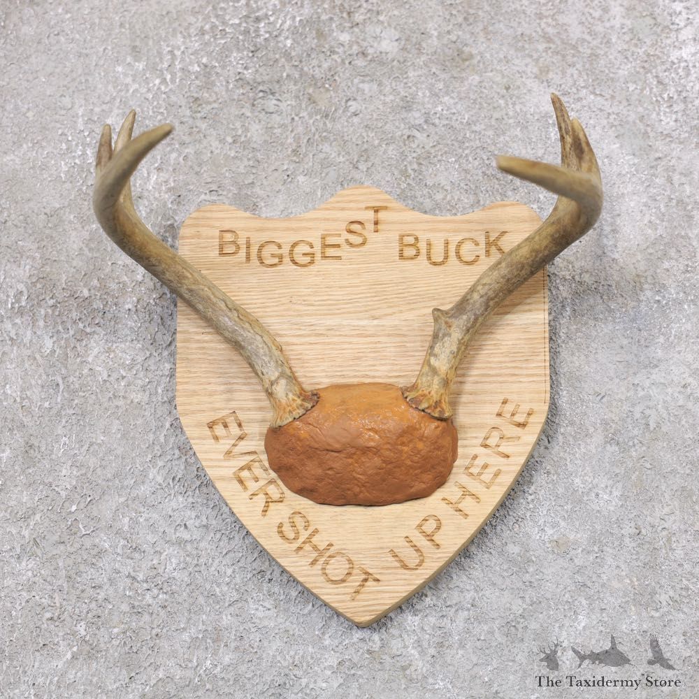 Whitetail Deer Antler Plaque Mount #22356 For Sale @ The Taxidermy Store