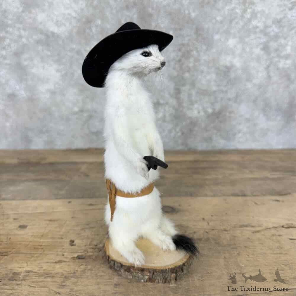 Cowboy Ermine Novelty Mount For Sale #30613 @ The Taxidermy Store