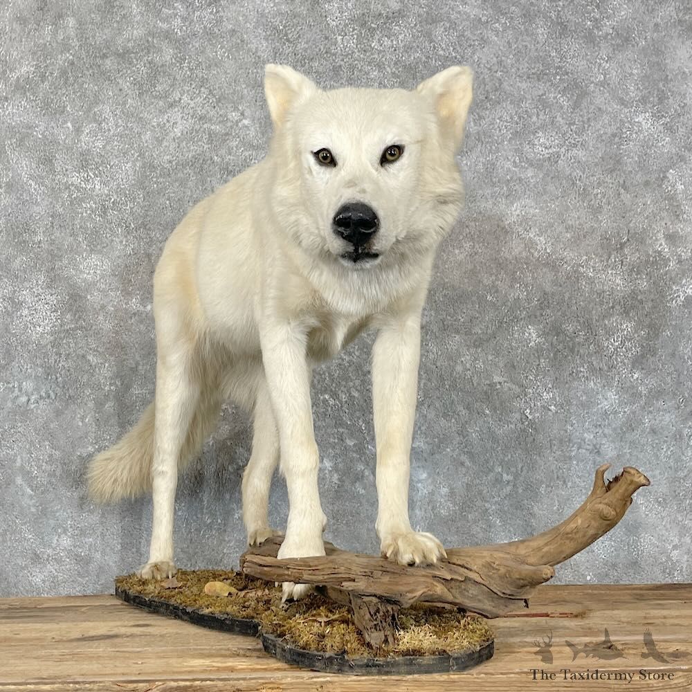 White Alaskan Wolf Mount For Sale #27352 @ The Taxidermy Store