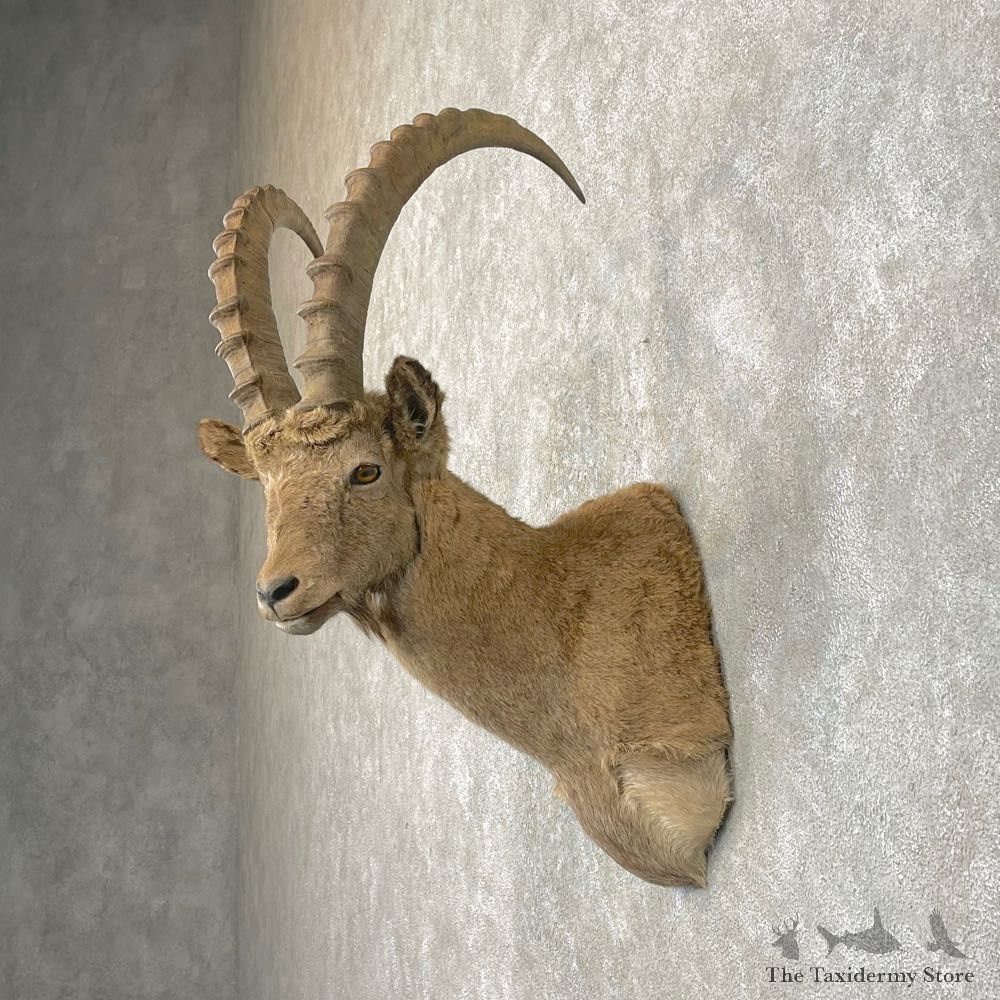 Siberian Ibex Taxidermy Shoulder Mount #24759 @ The Taxidermy Store
