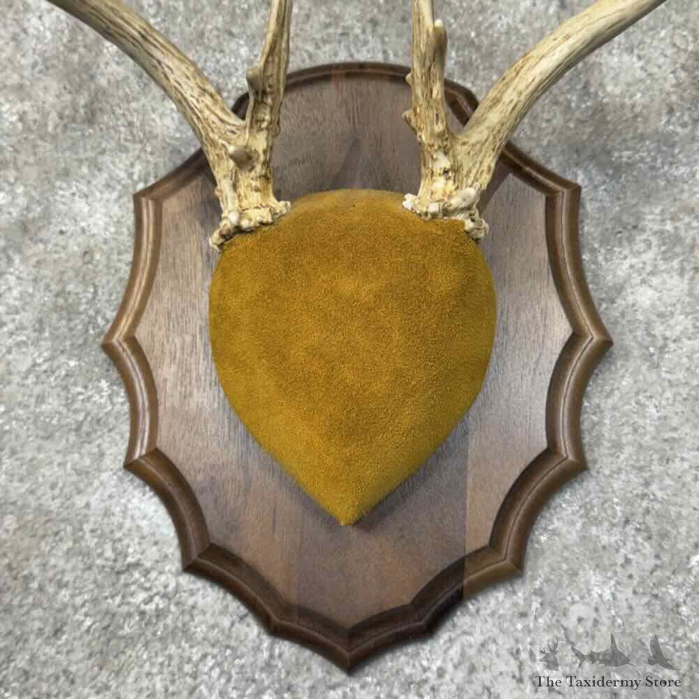 Whitetail Deer Antler Plaque Mount For Sale #31311 @ The Taxidermy Store