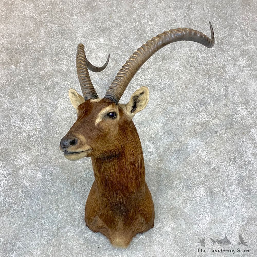 Nile Lechwe Shoulder Taxidermy Mount #23390 For Sale @ The Taxidermy Store