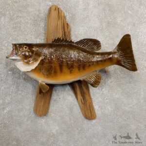 Smallmouth Bass Fish Mount For Sale #20855 @ The Taxidermy Store