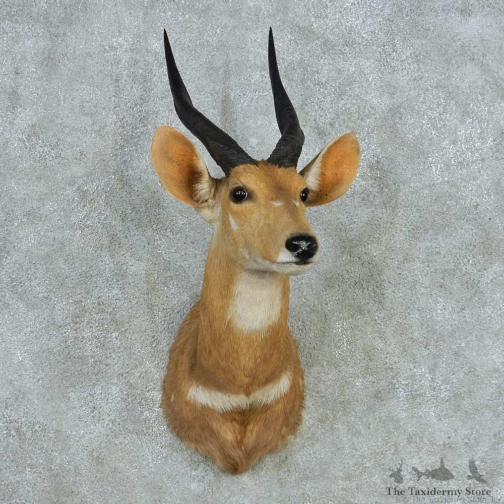 Cape Bushbuck Shoulder Mount #13643 For Sale @ The Taxidermy Store