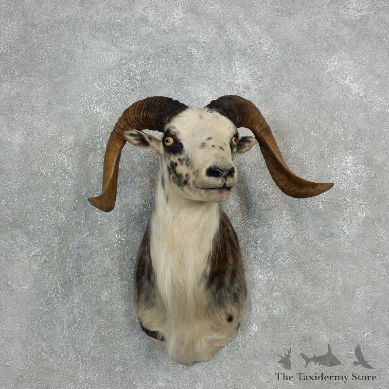 Corsican Ram Shoulder Mount For Sale #17819 @ The Taxidermy Store