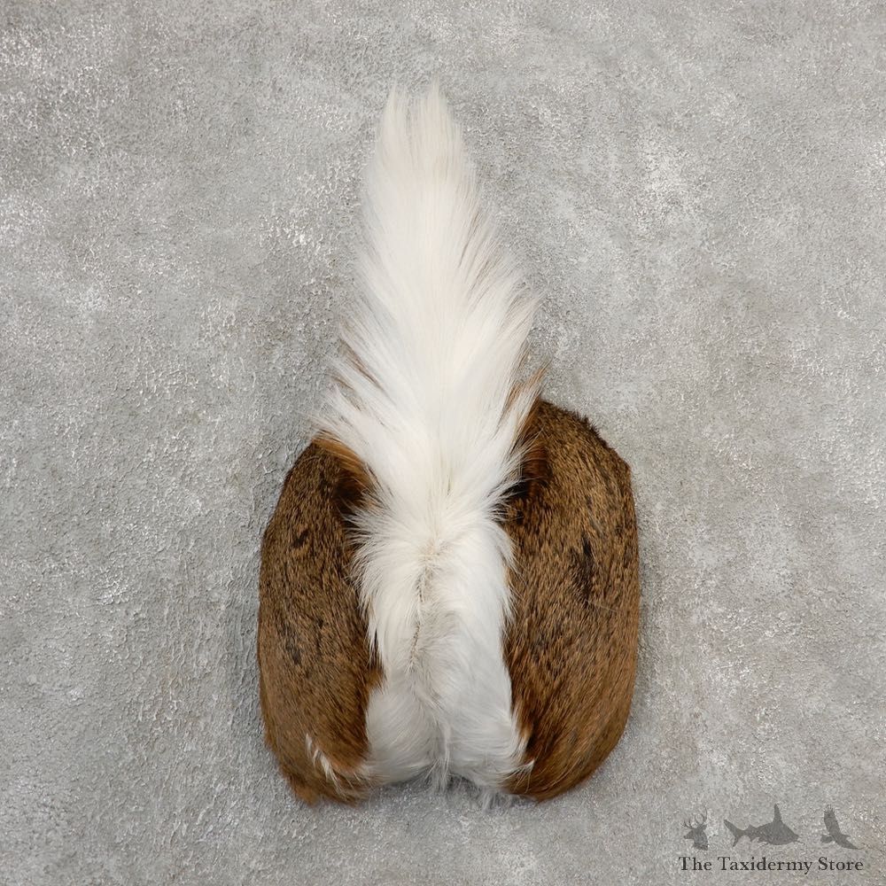 Whitetail Deer Rump Mount For Sale #21138 @ The Taxidermy Store