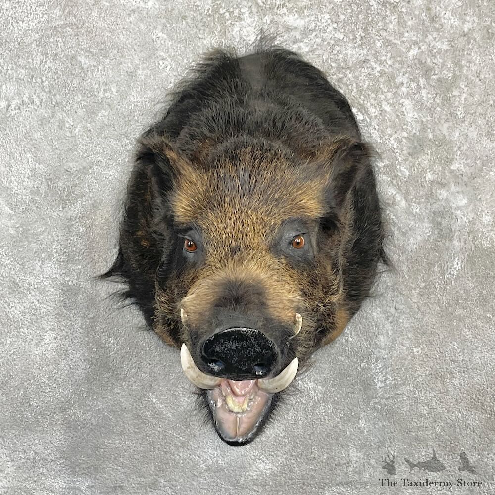 Wild Boar Shoulder Mount For Sale #27279 @ The Taxidermy Store