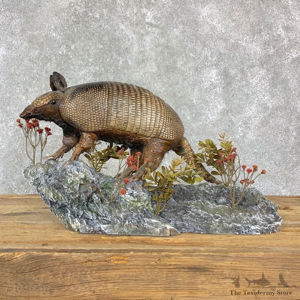 Armadillo Life-Size Mount For Sale #23184 @ The Taxidermy Store