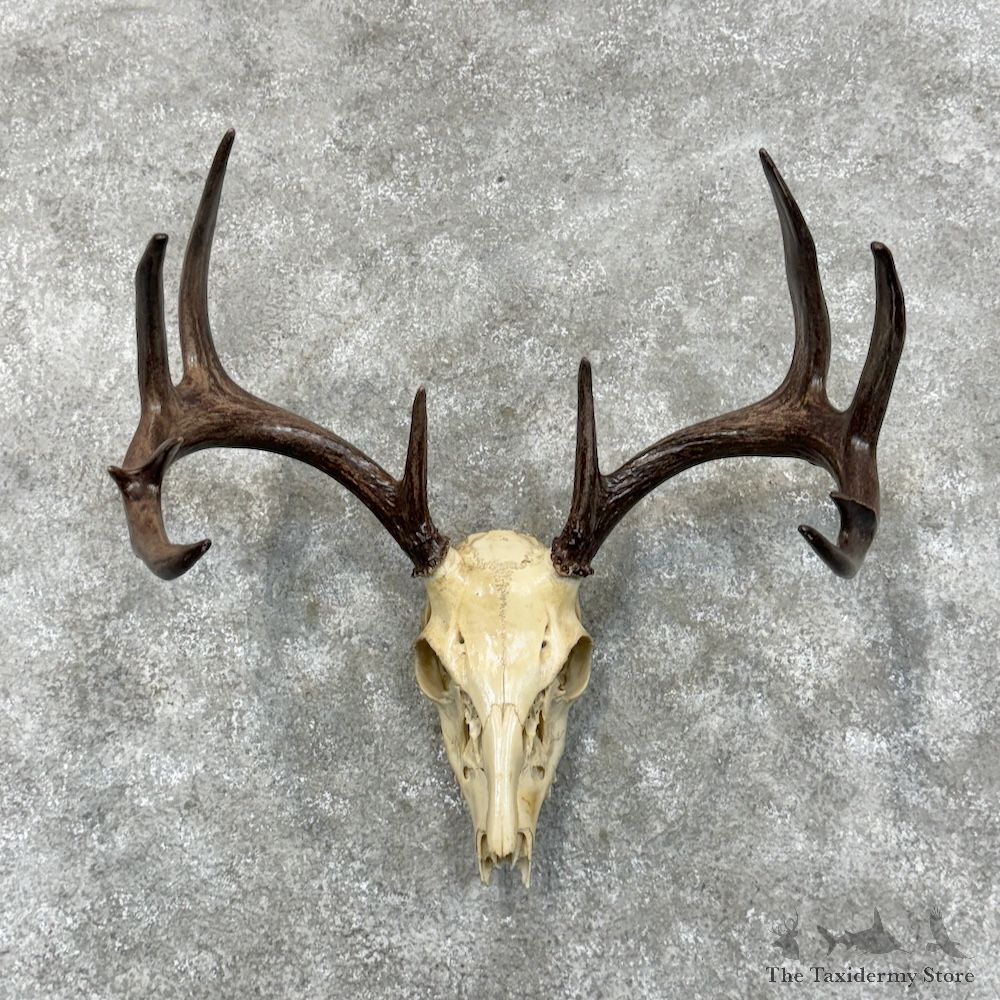 Whitetail Deer Skull European Mount For Sale #29470 @ The Taxidermy Store