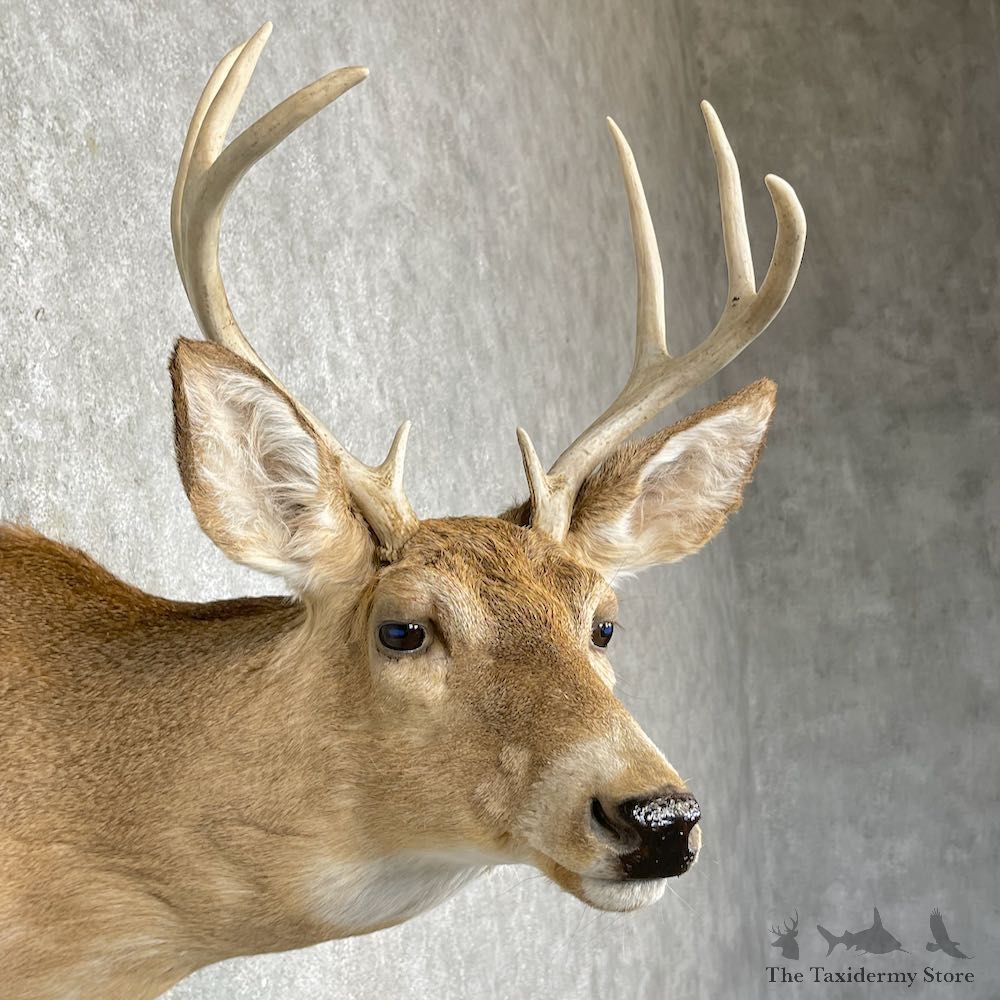 Whitetail Deer Taxidermy Shoulder Mount For Sale #25305 @ The Taxidermy Store