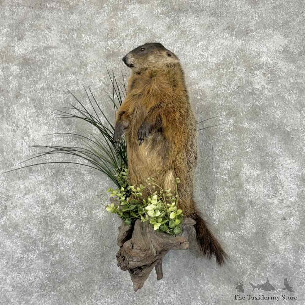 Groundhog Life-Size Mount For Sale #31558 @ The Taxidermy Store
