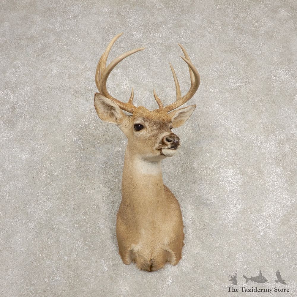 Texas Whitetail Deer Shoulder Mount For Sale #20435 @ The Taxidermy Store