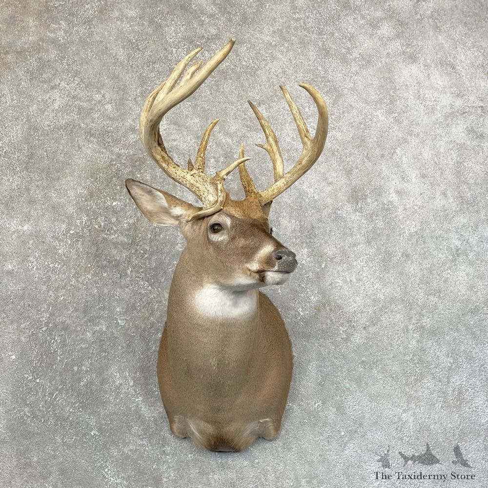 Whitetail Deer Shoulder Mount #24597 For Sale - The Taxidermy Store