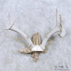 Whitetail Deer Antler Taxidermy Mount For Sale #13941 For Sale @ The Taxidermy Store