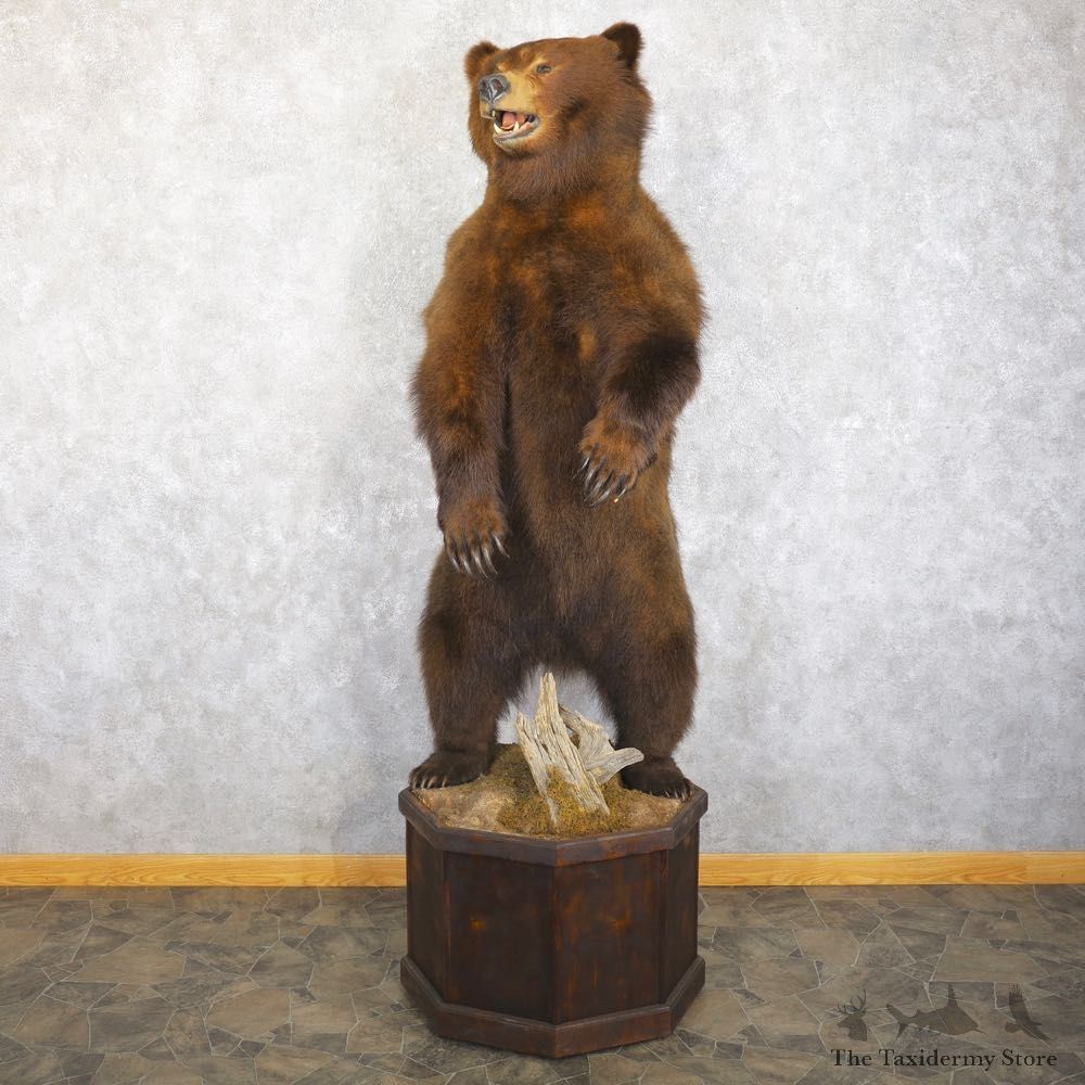 Alaskan Grizzly Bear Life Size Mount For Sale #22243 @ The Taxidermy Store