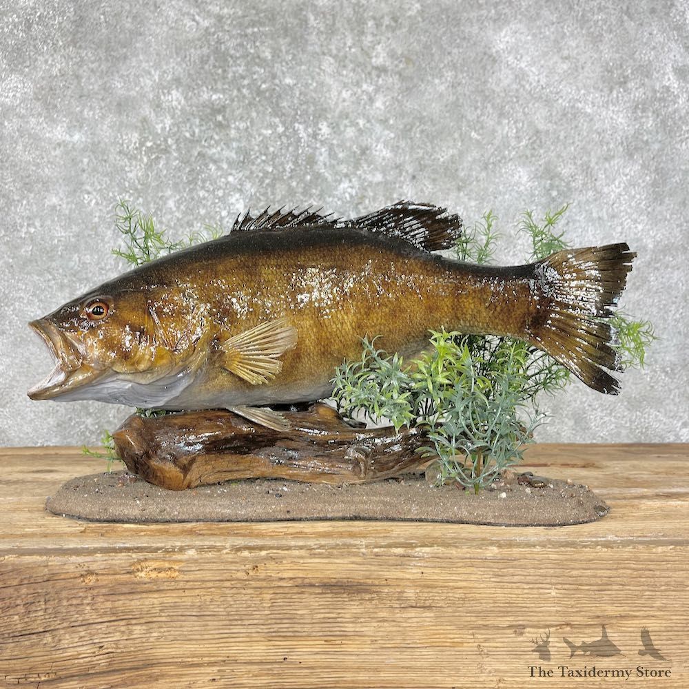 Smallmouth Bass Fish Mount For Sale #25661 @ The Taxidermy Store