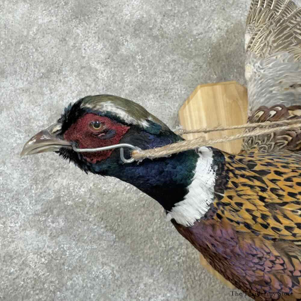 Red Squirrel & Ringneck Pheasant Novelty Mount For Sale #30576 @ The Taxidermy Store