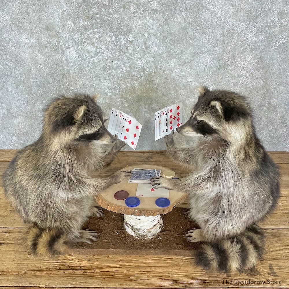 Poker Raccoons Novelty Mount For Sale #27197 @ The Taxidermy Store