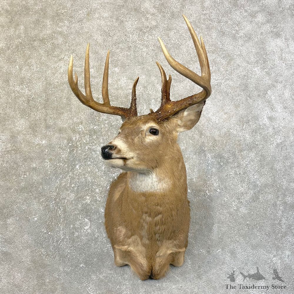 Whitetail Deer Shoulder Mount #25177 For Sale - The Taxidermy Store
