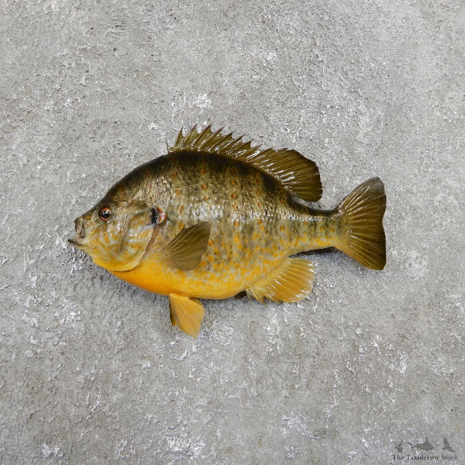 Pumpkinseed Sunfish Taxidermy Fish Mount #19687 For Sale @ The Taxidermy Store