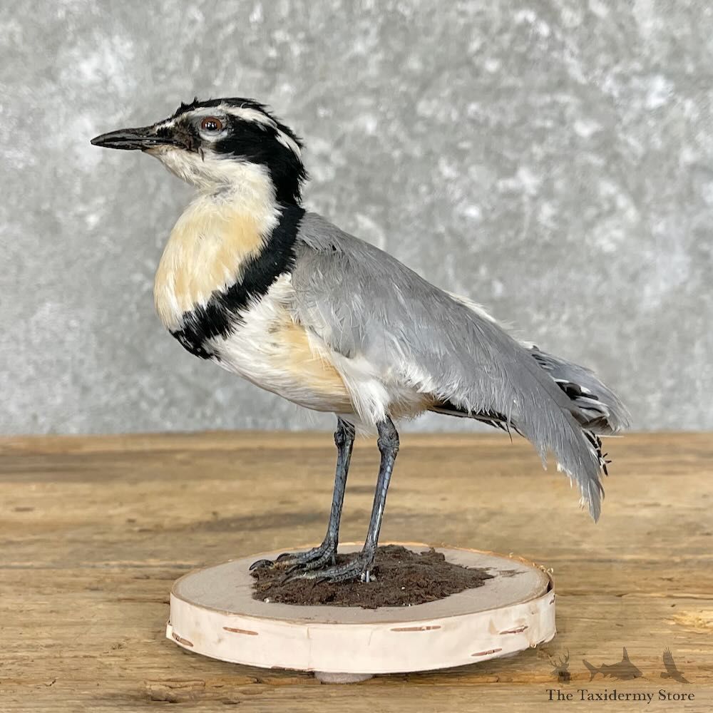 Egyptian Plover Bird Mount For Sale #27763 @ The Taxidermy Store