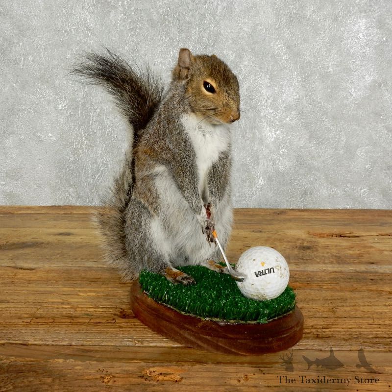 Golfing Squirrel Novelty 17609 @Taxidermy Mount For Sale