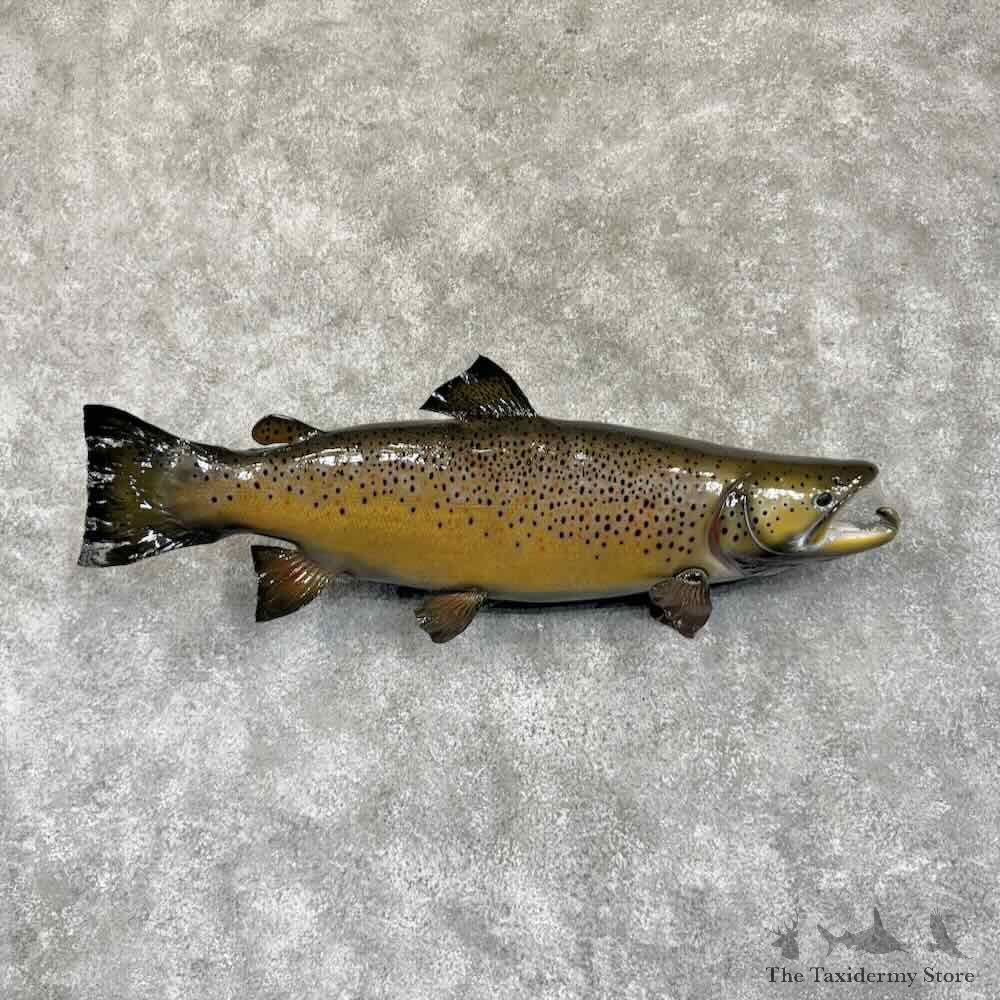 Brown Trout Fish Mount For Sale #30759 @ The Taxidermy Store