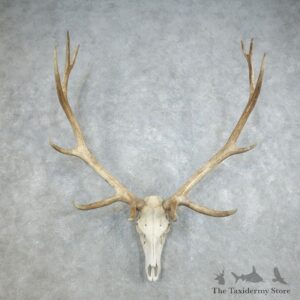 Rocky Mountain Elk Skull European Mount For Sale #18382 @ The Taxidermy Store