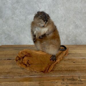 Muskrat Life Size Taxidermy Mount #17141 For Sale @ The Taxidermy Store
