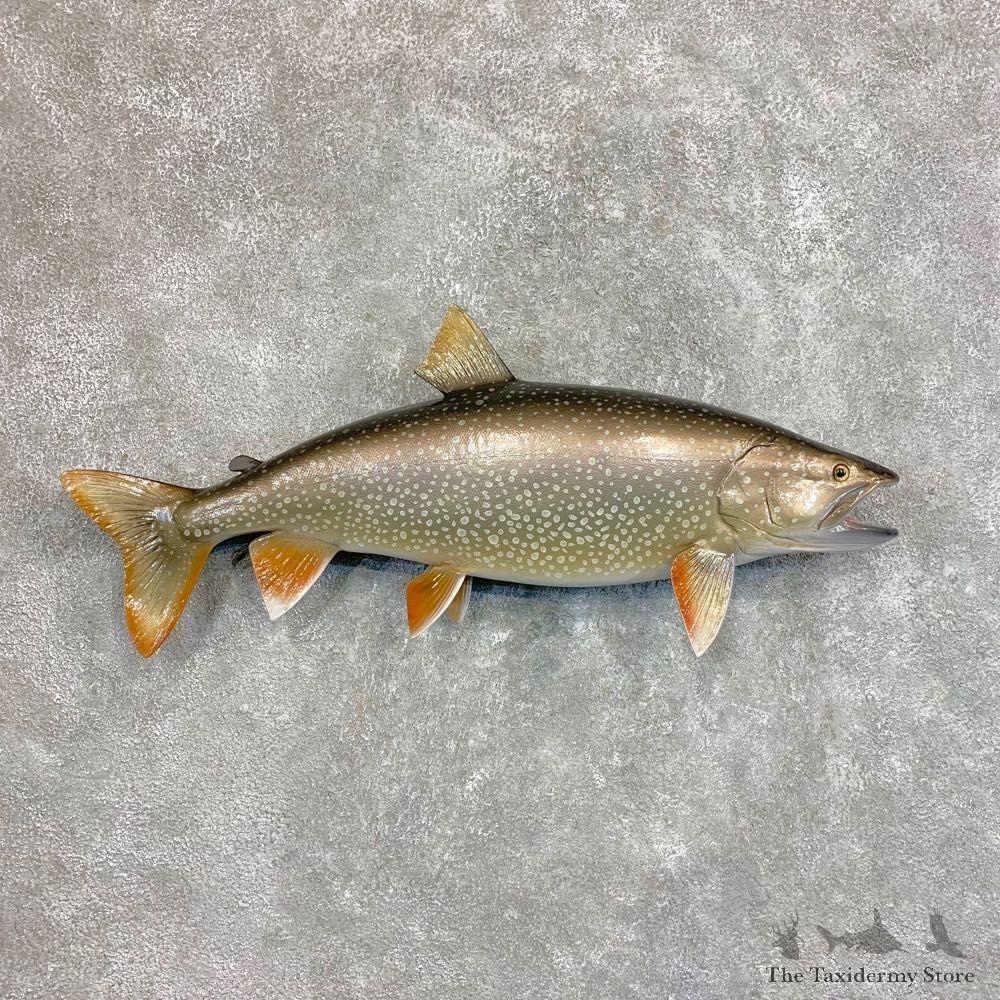 Reproduction Lake Trout Freshwater Fish Mount For Sale #22042 @ The Taxidermy Store