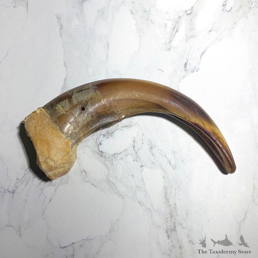 Grizzly Bear Claw For Sale #23783 - The Taxidermy Store