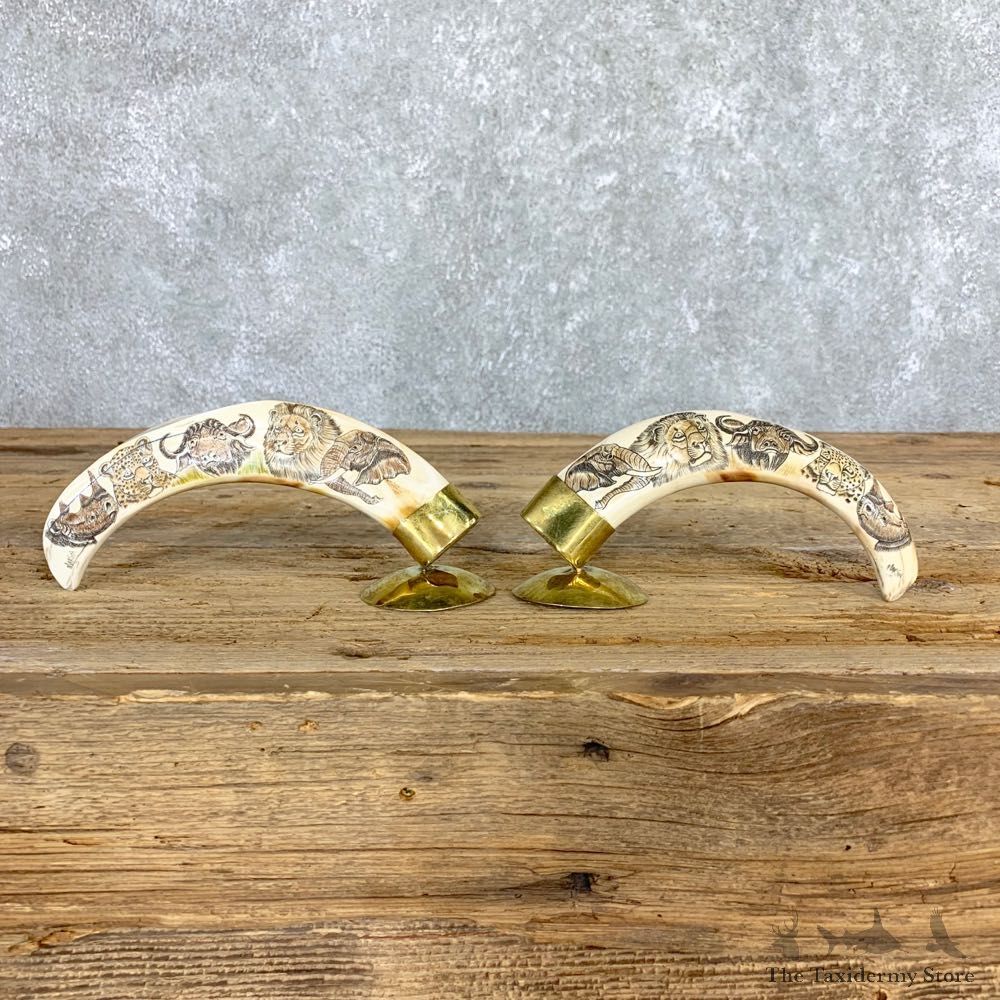 Scrimshawed Warthog Tooth For Sale #21714 @ The Taxidermy Store
